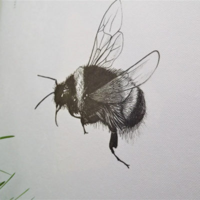 Bee Print by Creature Candy