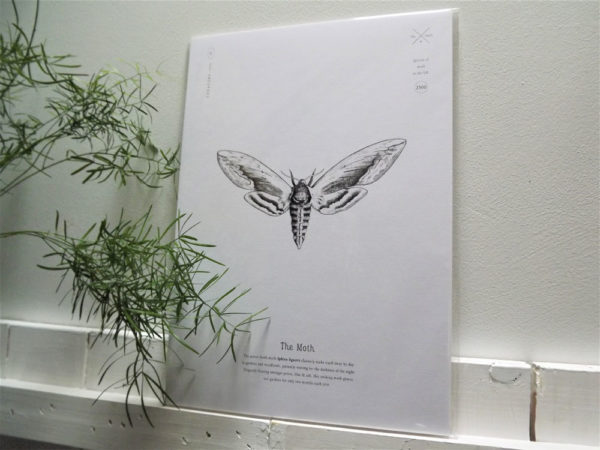 Moth Print by Creature Candy